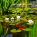 Pond Plants for garden beauty