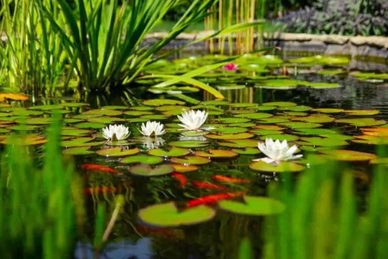 Pond Plants for garden beauty